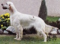 Setter Anglais SEBINENSIS ASSIA Setter Anglais SEBINENSIS ASSIA